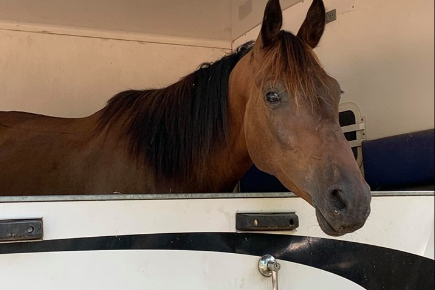 HIPPODROME D’AGEN : SORTIR EN FAMILLE DIMANCHE 10 OCTOBRE JOURNÉE #RACEANDCARE