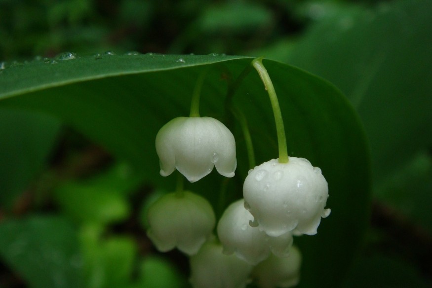 Vente de muguet le 1er mai : pas de demande d'autorisation mais une tolérance encadrée